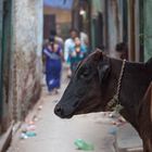 In den Straßen von Varanasi