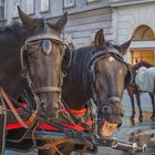 In den Straßen von Wien (255)