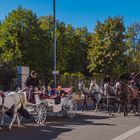 In den Straßen von Wien (266)