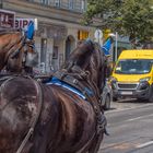 In den Straßen von Wien (336)