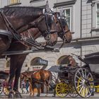 In den Straßen von Wien (352)