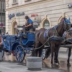 In den Straßen von Wien (431) 