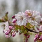 in den Streuobstwiesen