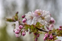 in den Streuobstwiesen