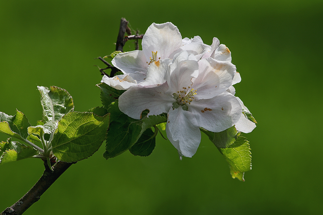 In den Streuobstwiesen tobt der Frühling 