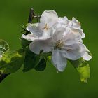 In den Streuobstwiesen tobt der Frühling 