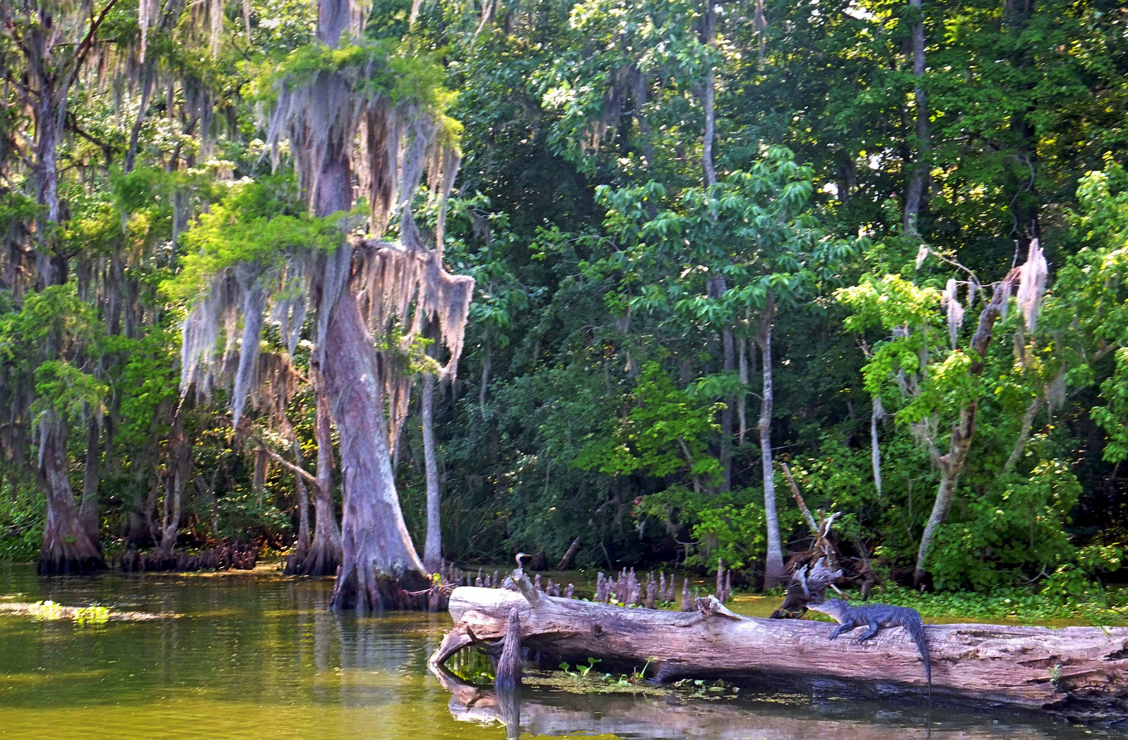 in den Sümpfen von Louisiana