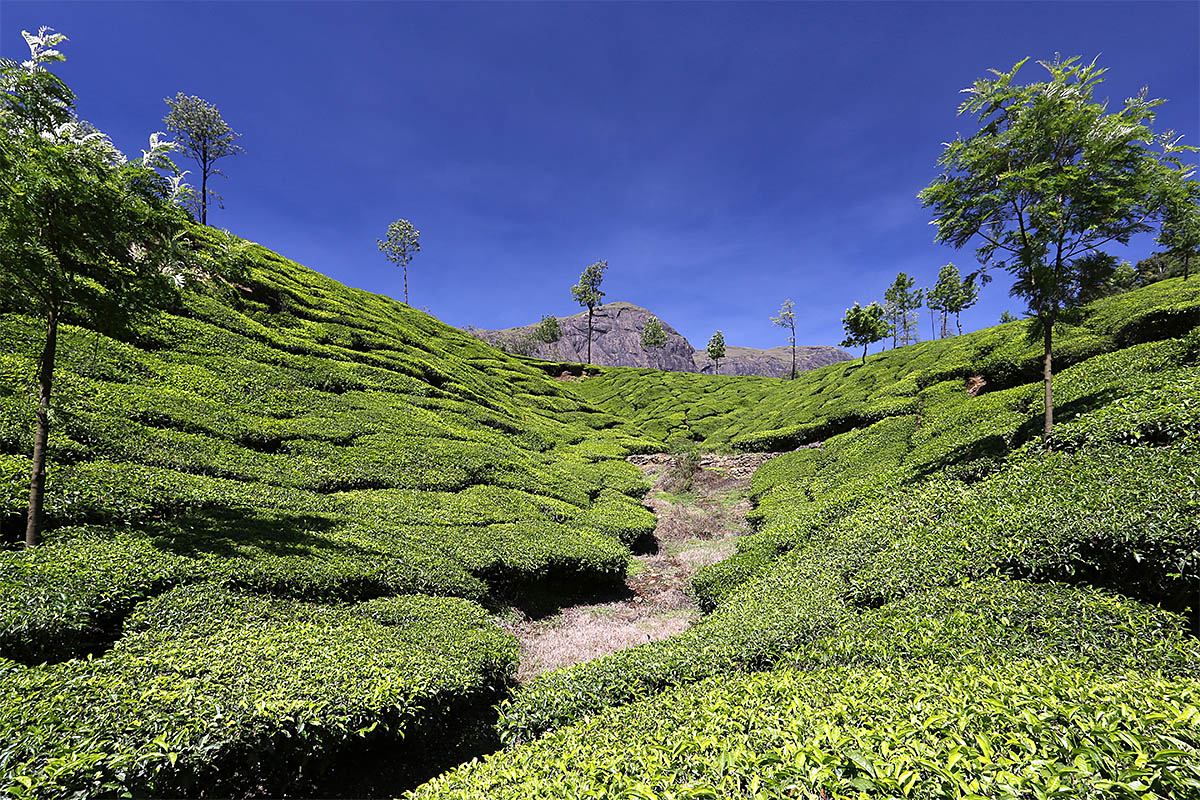 In den Teebergen von Munnar, Indien, Kerala