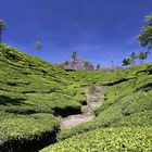 In den Teebergen von Munnar, Indien, Kerala