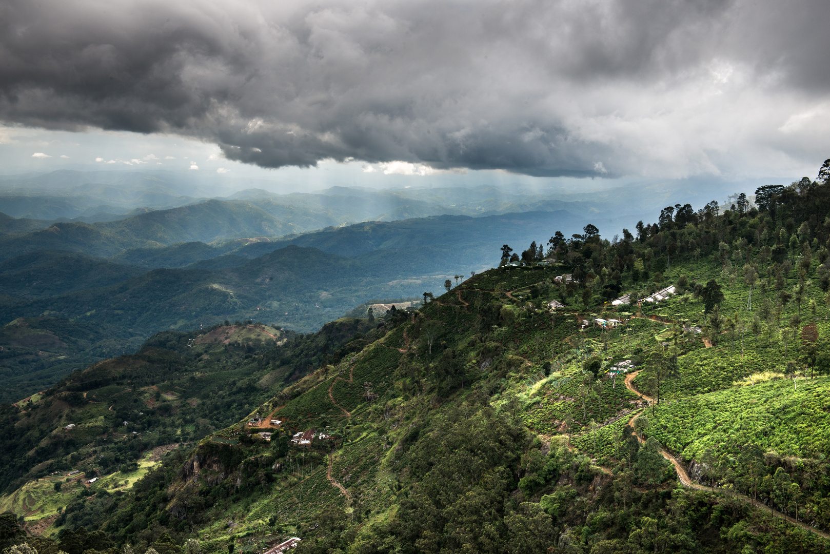 In den Teeplantagen bei Bandarawela