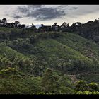 In den Teeplantagen bei Munnar