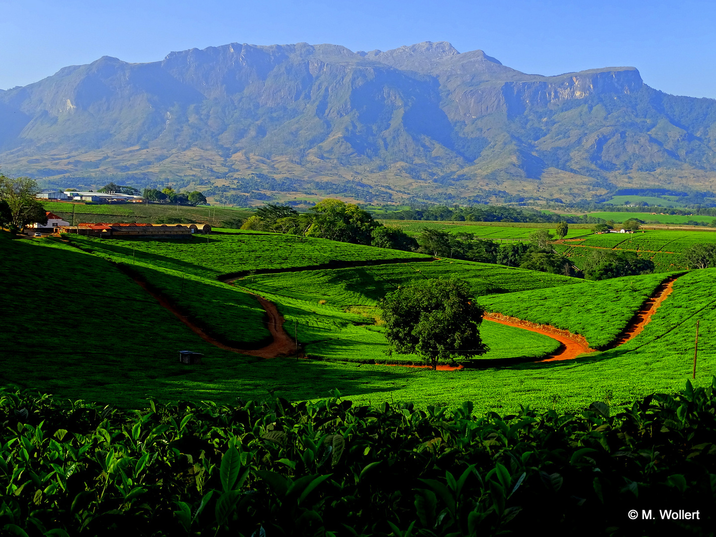 In den Teeplantagen von Lujeri, Süd-Malawi. (2017)