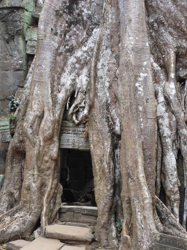 In den Tempelanlagen von Angkor 2