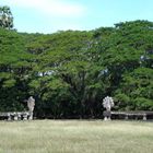 In den Tempelanlagen von Angkor 6