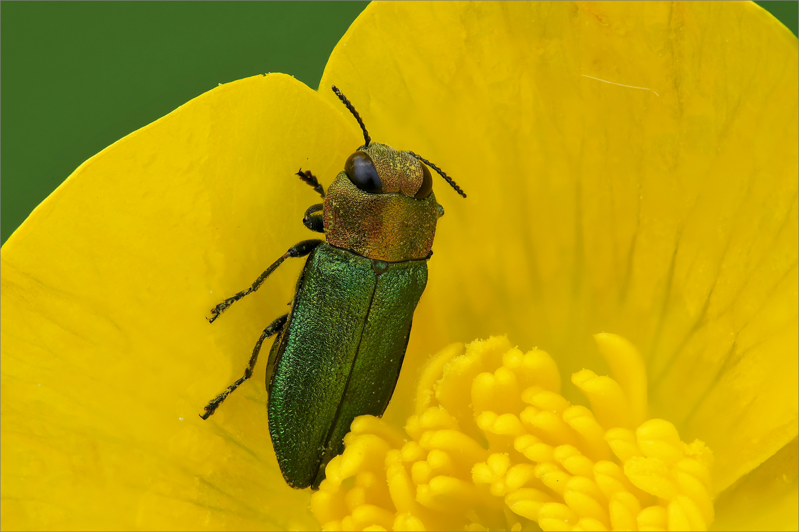 In den tiefen der Butterblume