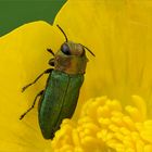 In den tiefen der Butterblume