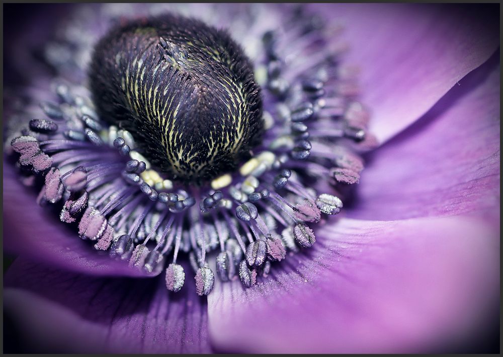 In den Tiefen einer Anemonenblüte von Babs Baron - Bella