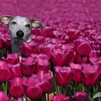 In den Tulpen