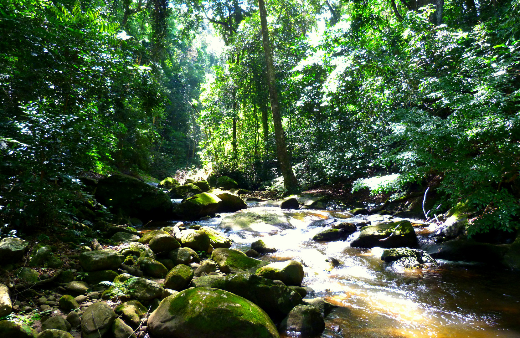 in den Udzungwa-mountains...