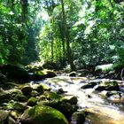 in den Udzungwa-mountains...