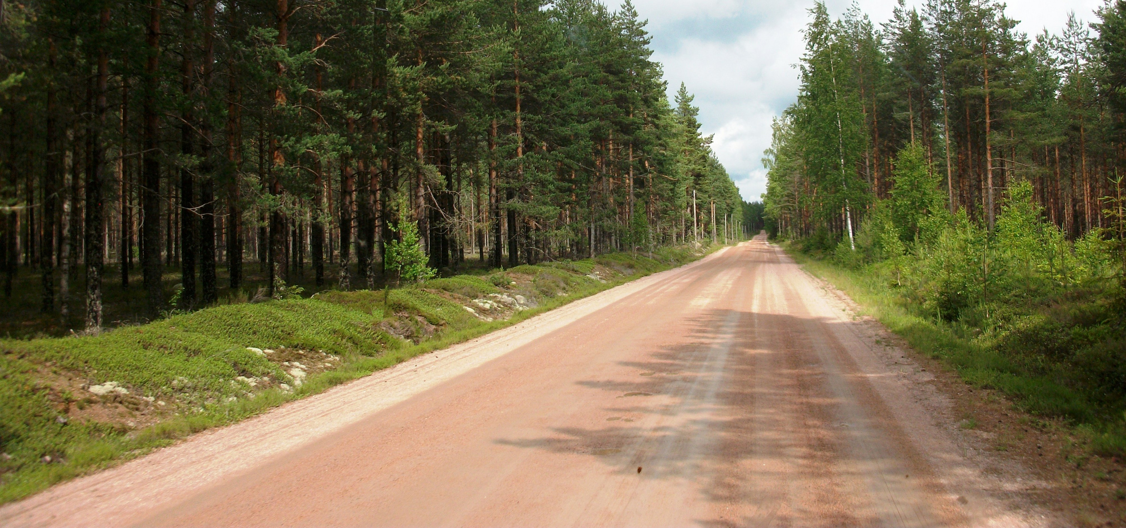 In den unendlichen Tiefen des Scandinavischen Waldes II