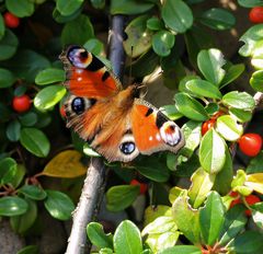 ......in den Vogelbeeren