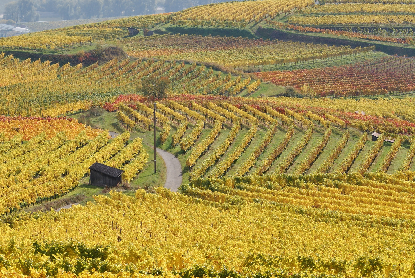 In den Wachauer Rieden bei Spitz a.d. Donau