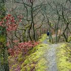 In den Wald...