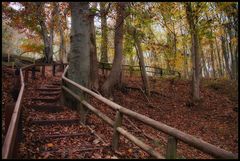 In den Wald