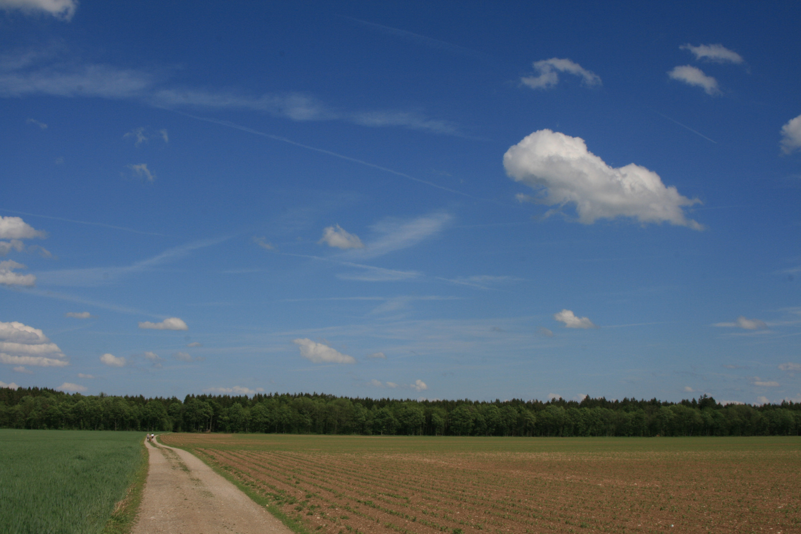 In den Wald