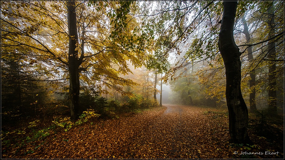 in den Wald