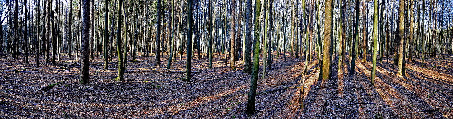 In den Wald geschaut