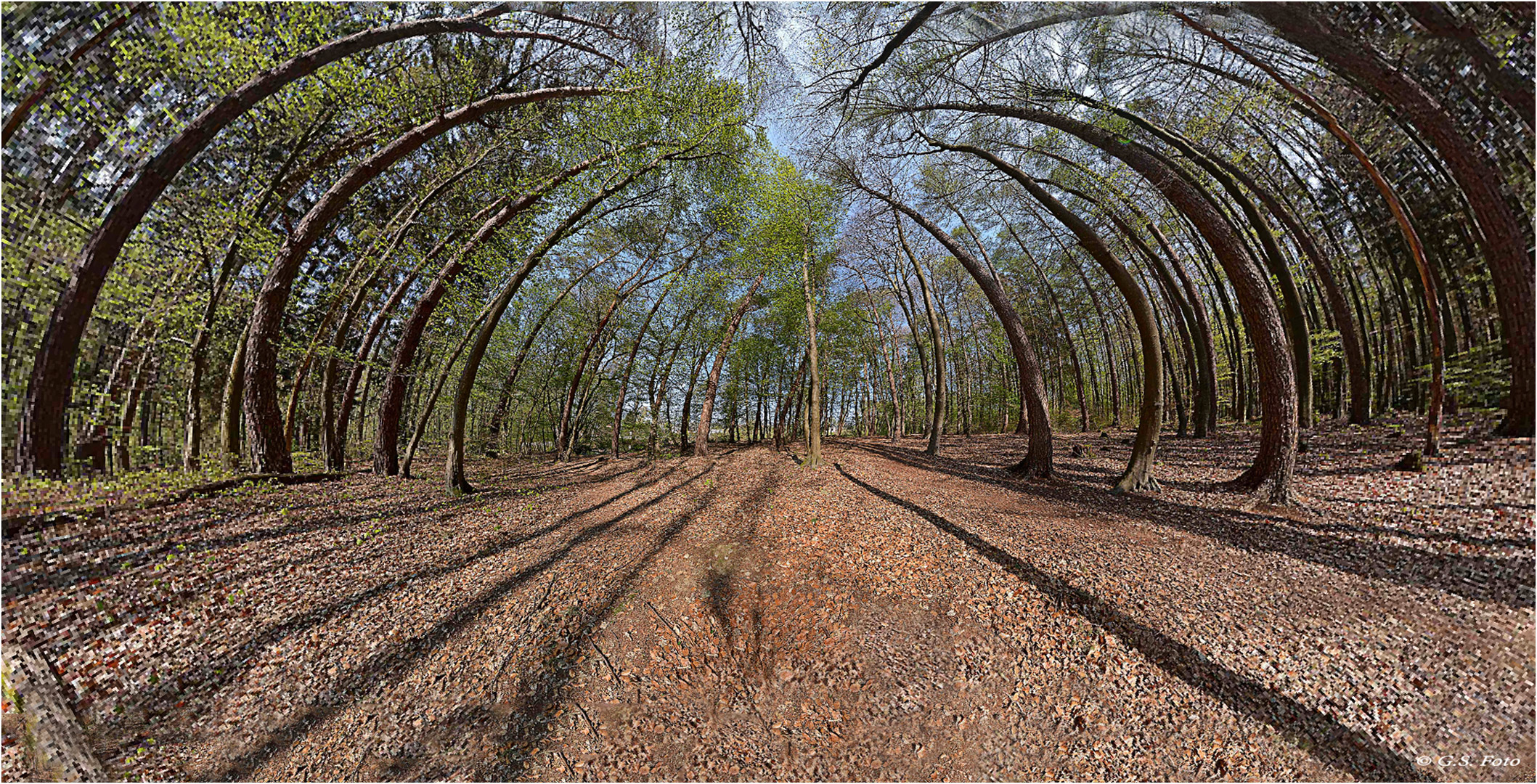 In den Wald geschaut.....