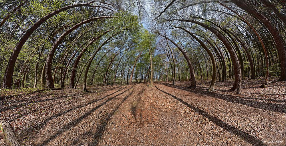 In den Wald geschaut.....