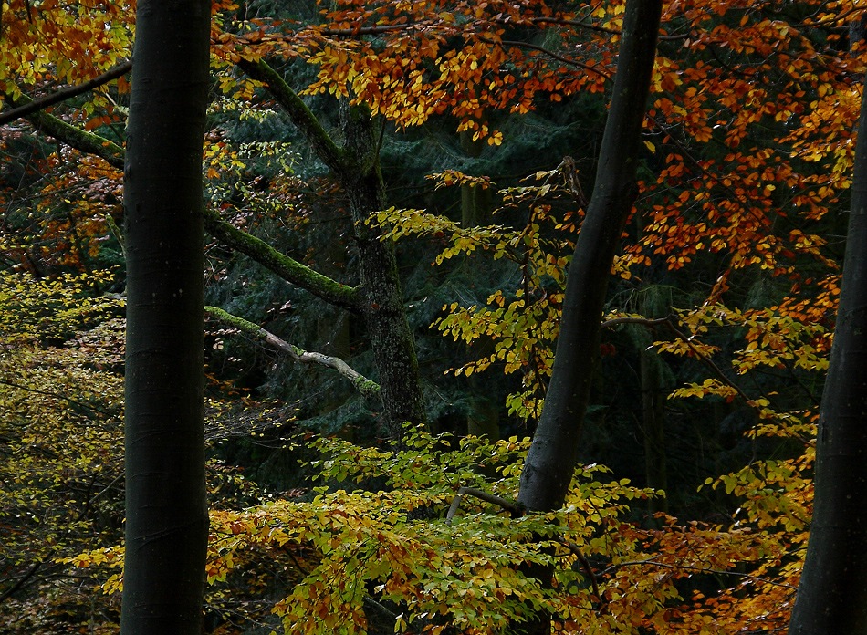 In den Wald hinein