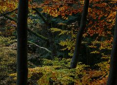 In den Wald hinein