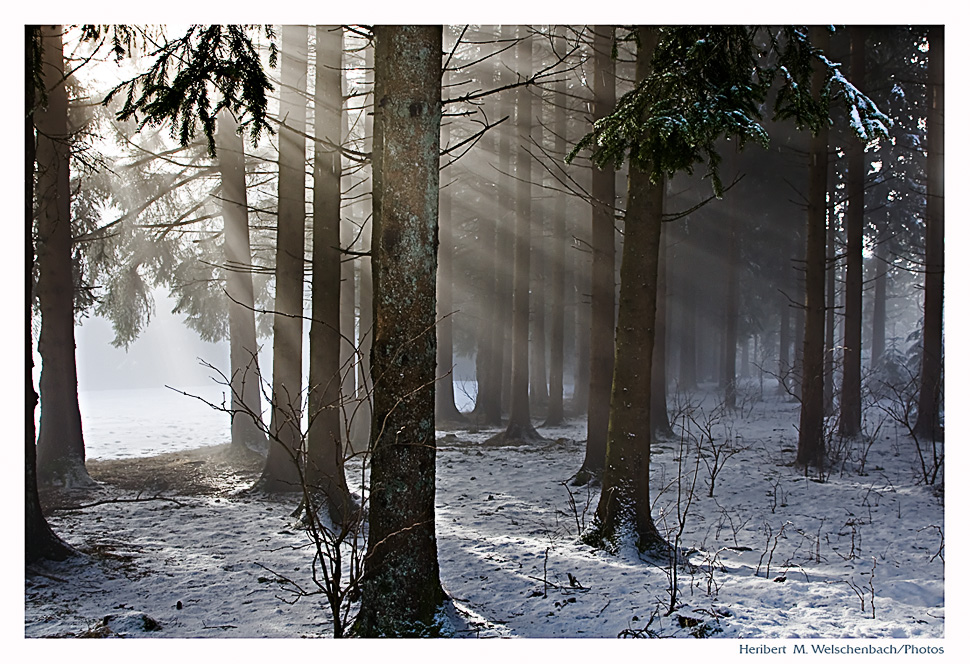 in den Wald hinein