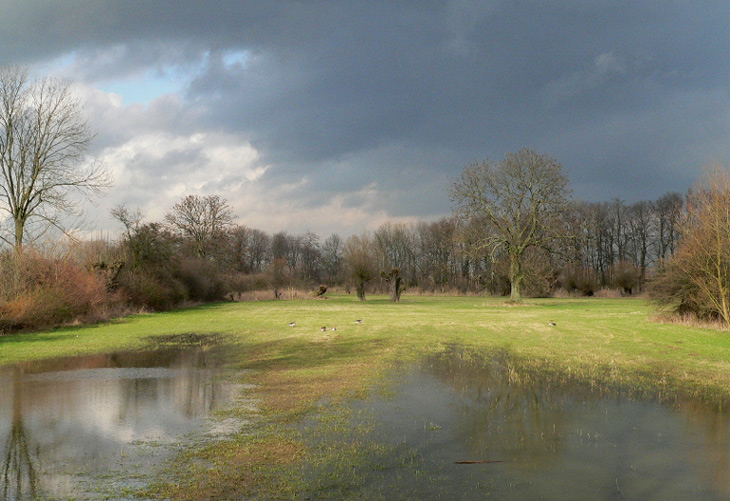 In den Walsumer Rheinauen