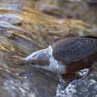 ... in den Wasserfall kriechen ....