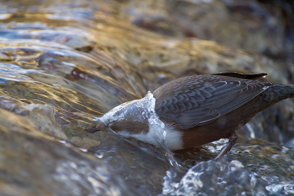 ... in den Wasserfall kriechen ....