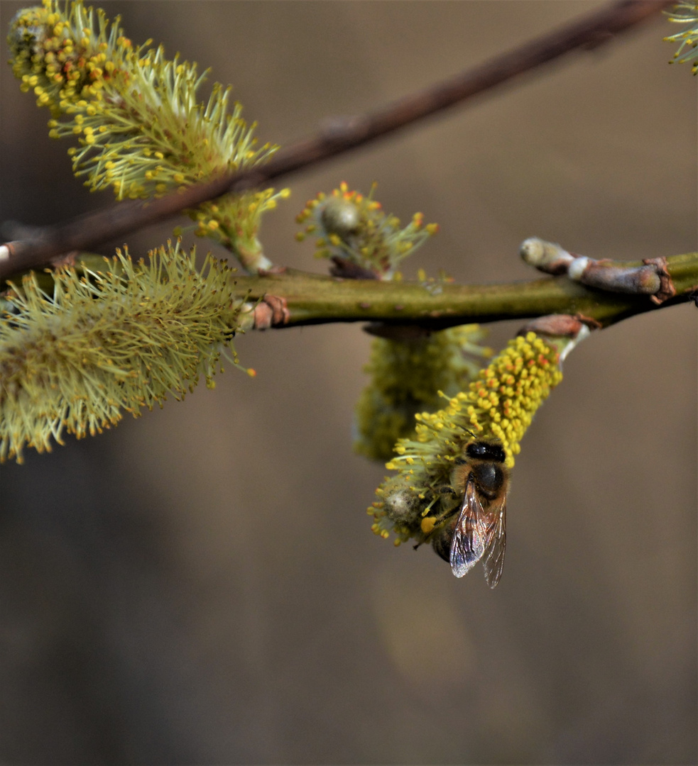 In den Weiden ist voller Betrieb - alle wollen den Pollen