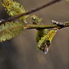 In den Weiden ist voller Betrieb - alle wollen den Pollen