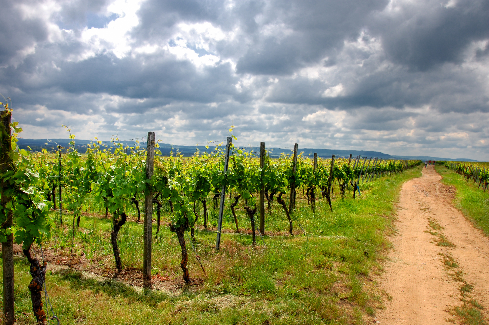 In den Weinbergen