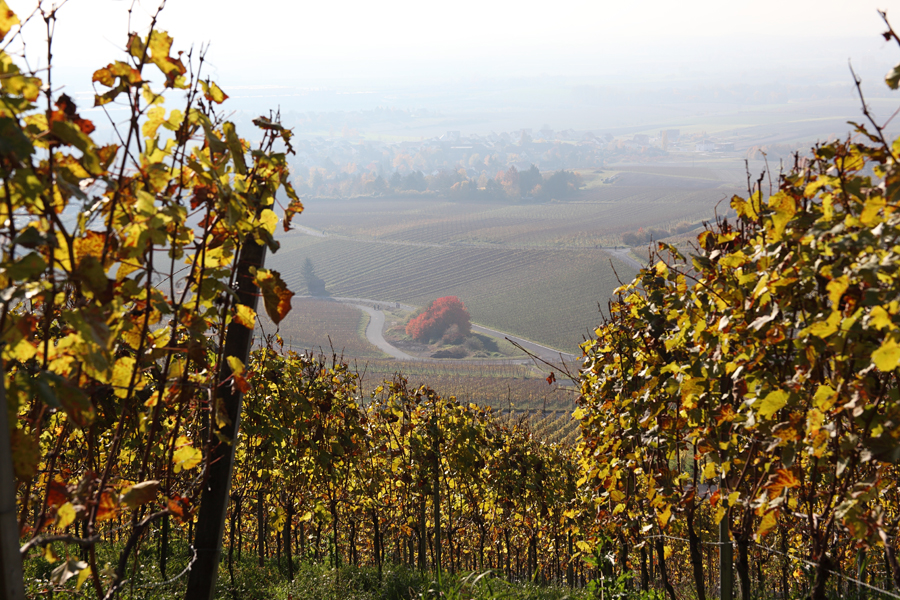 In den Weinbergen ... (2)