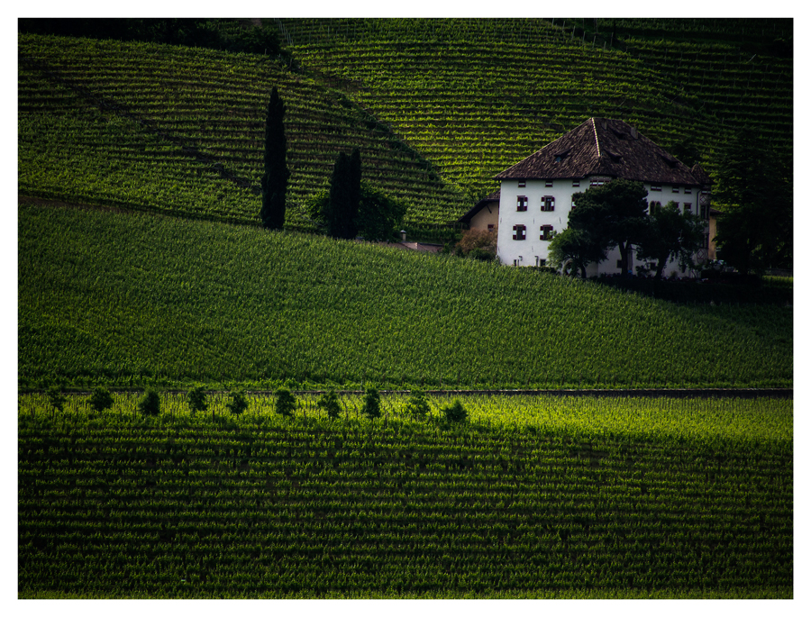 in den Weinbergen