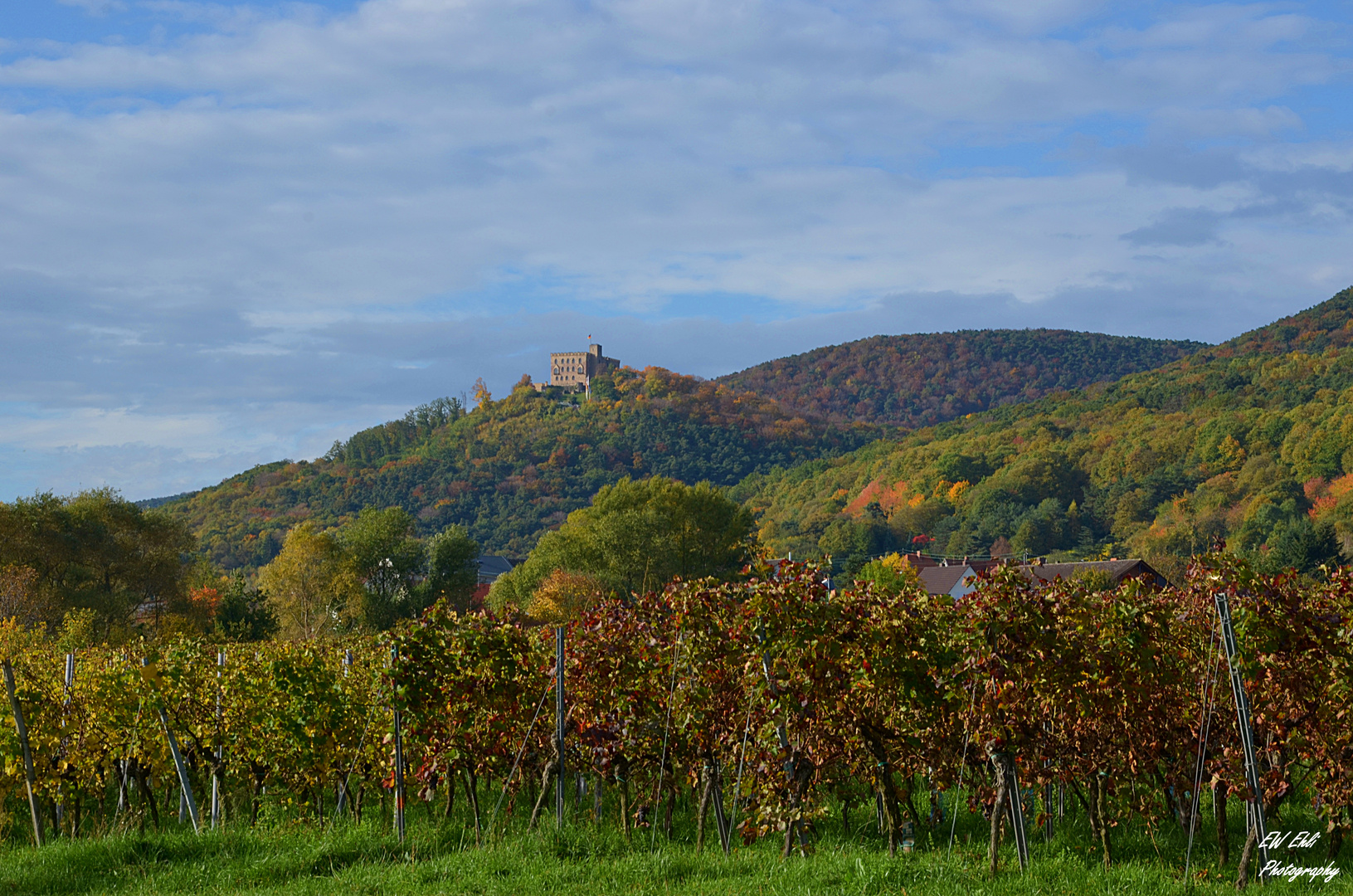 in den Weinbergen...