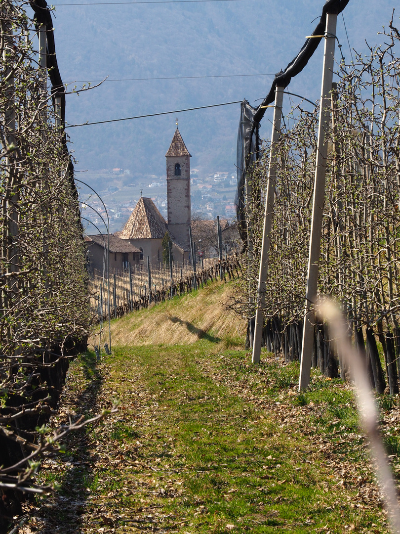 in den Weinbergen