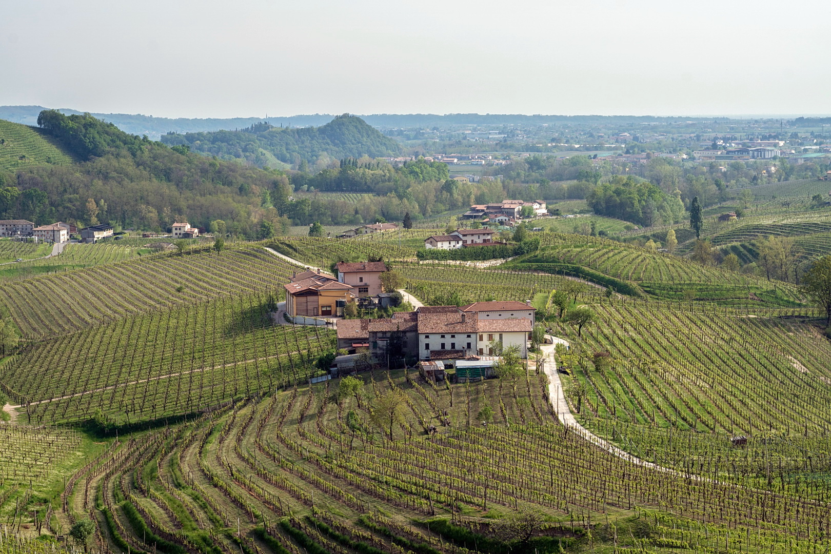 In den Weinbergen