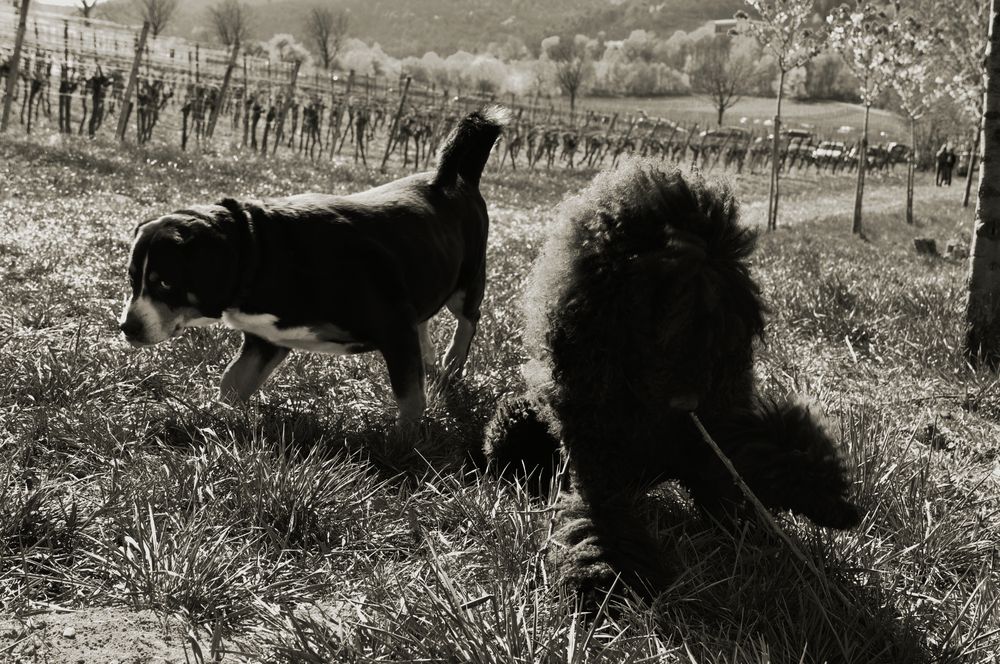 In den Weinbergen