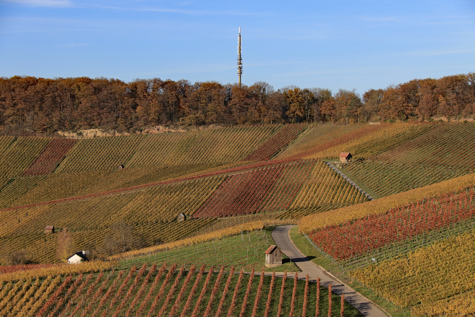 In den Weinbergen